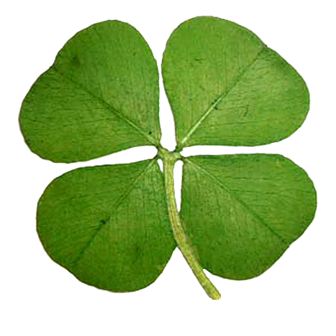 logo-grupojomar-blanco